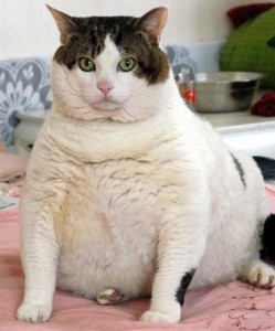 21 fat cat